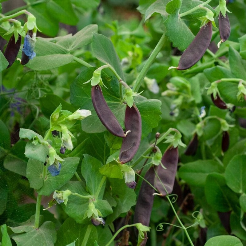 ‘Shiraz’ Mangetout Pea Plants