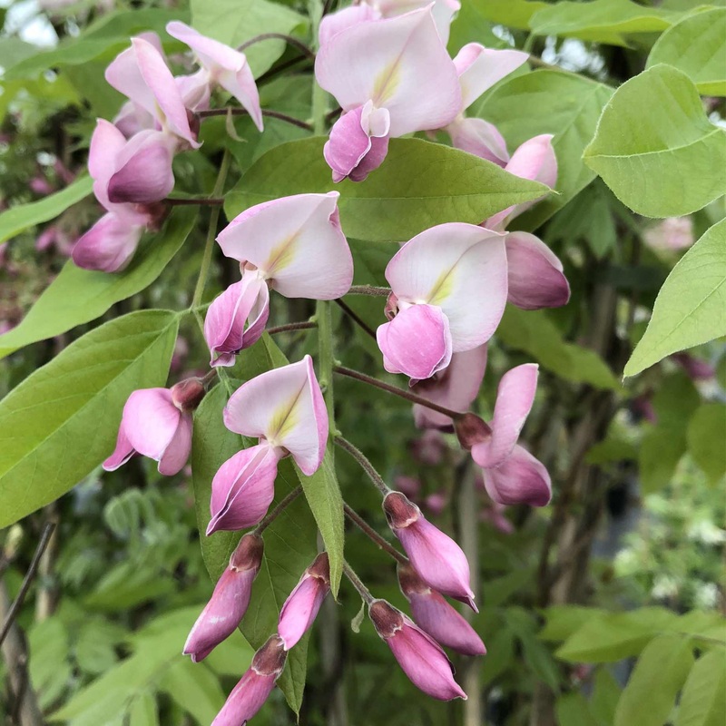 Silky Wisteria | Wisteria brachybotrys ‘Showa-beni’