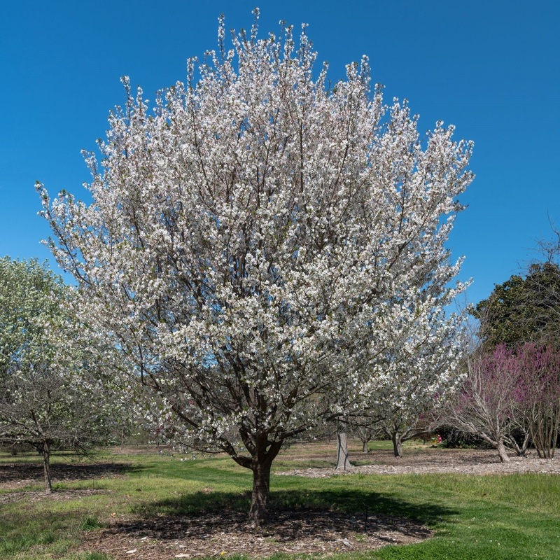 ‘Snow Goose’ White Flowering Cherry Blossom Tree