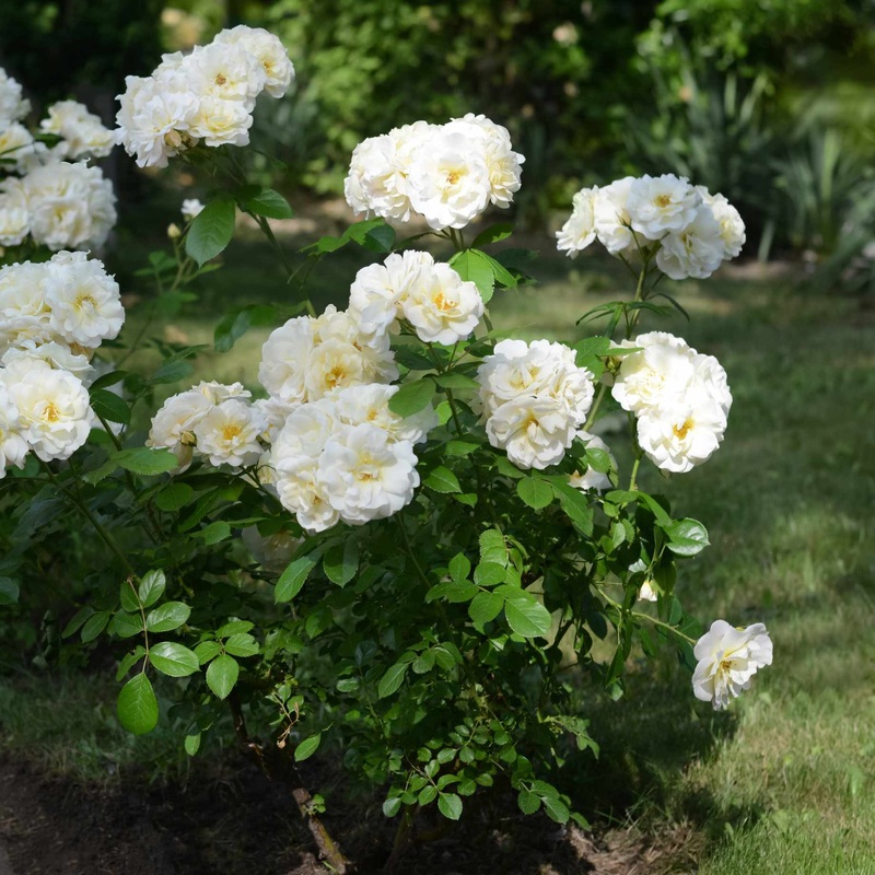 ‘Snow Kisses’ Patio Shrub Rose