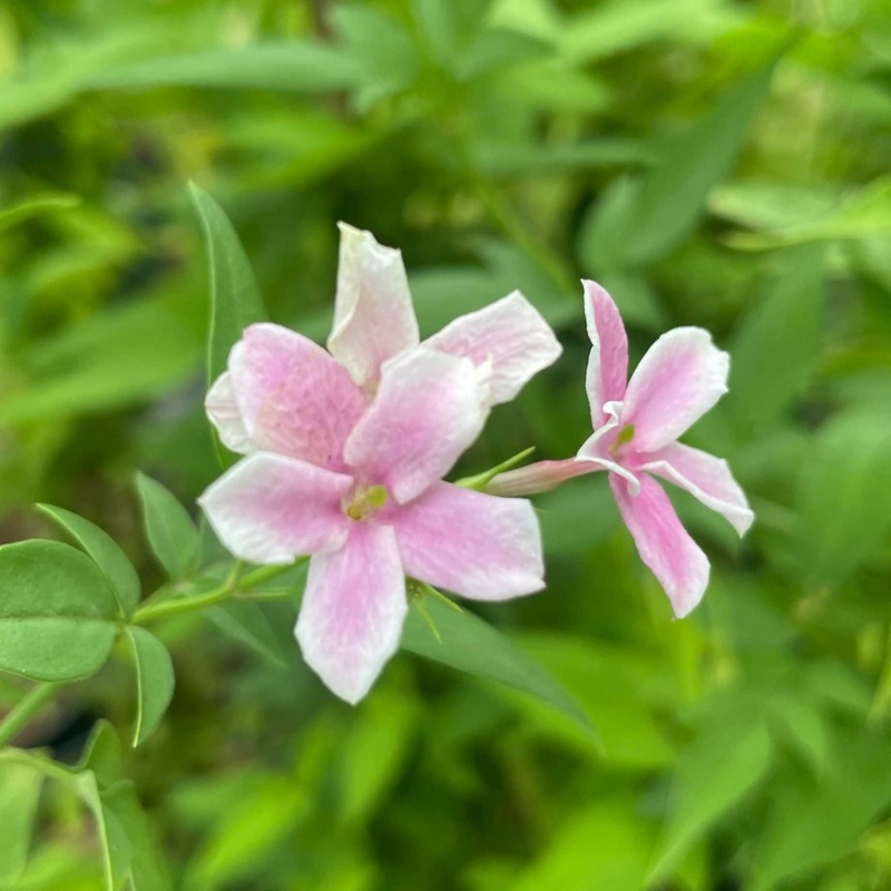 ‘Starry Starry Summer Scent’ Jasmine | Jasminum x stephanense