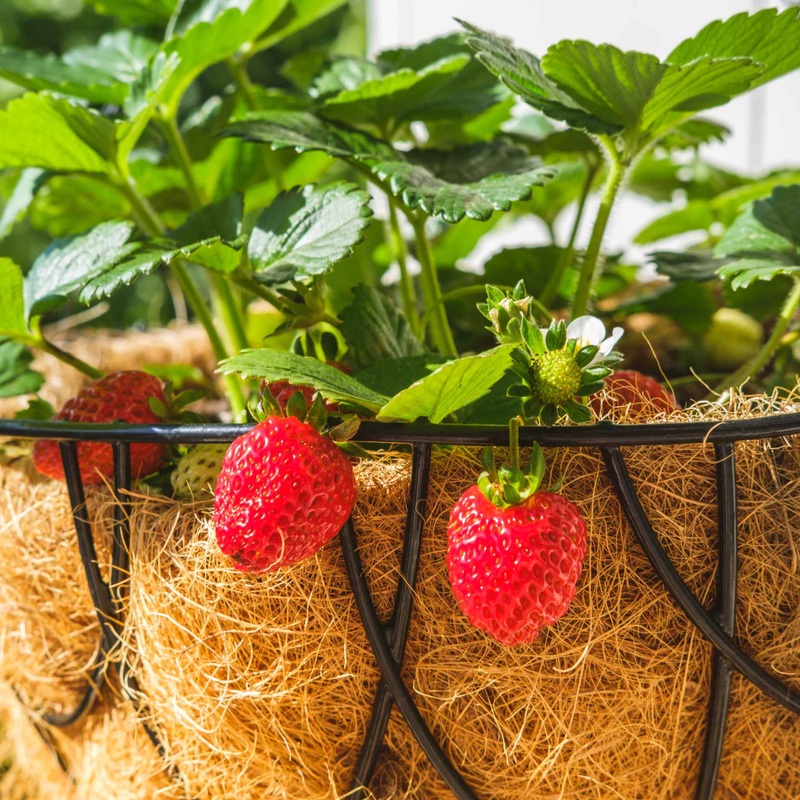 Strawberries for Hanging Baskets | Grower’s Choice