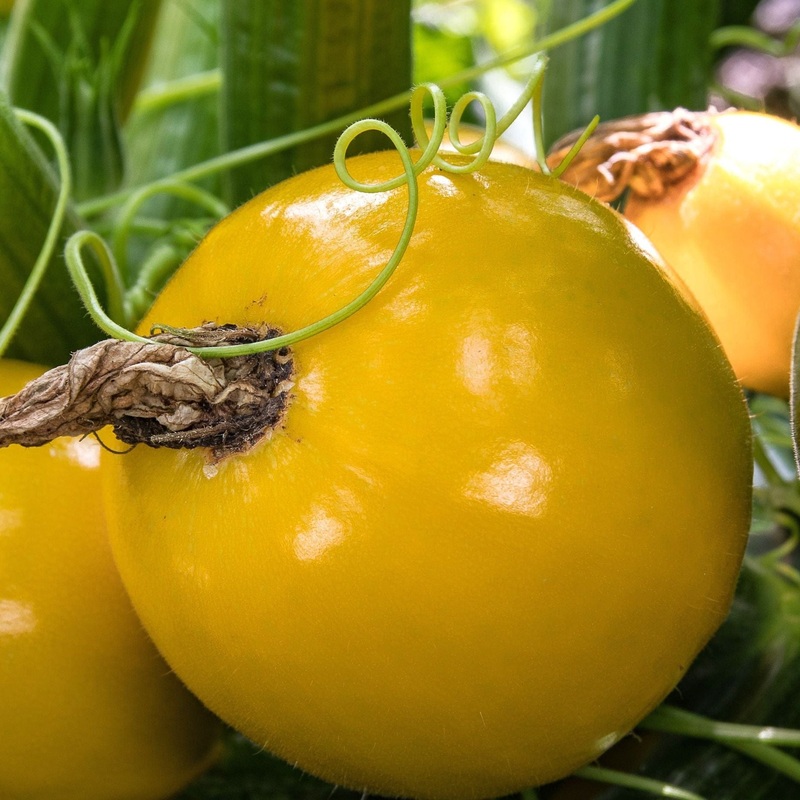 ‘Summer Ball’ Courgette Plants