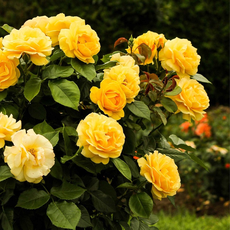 ‘Sun Hit’ Patio Shrub Rose