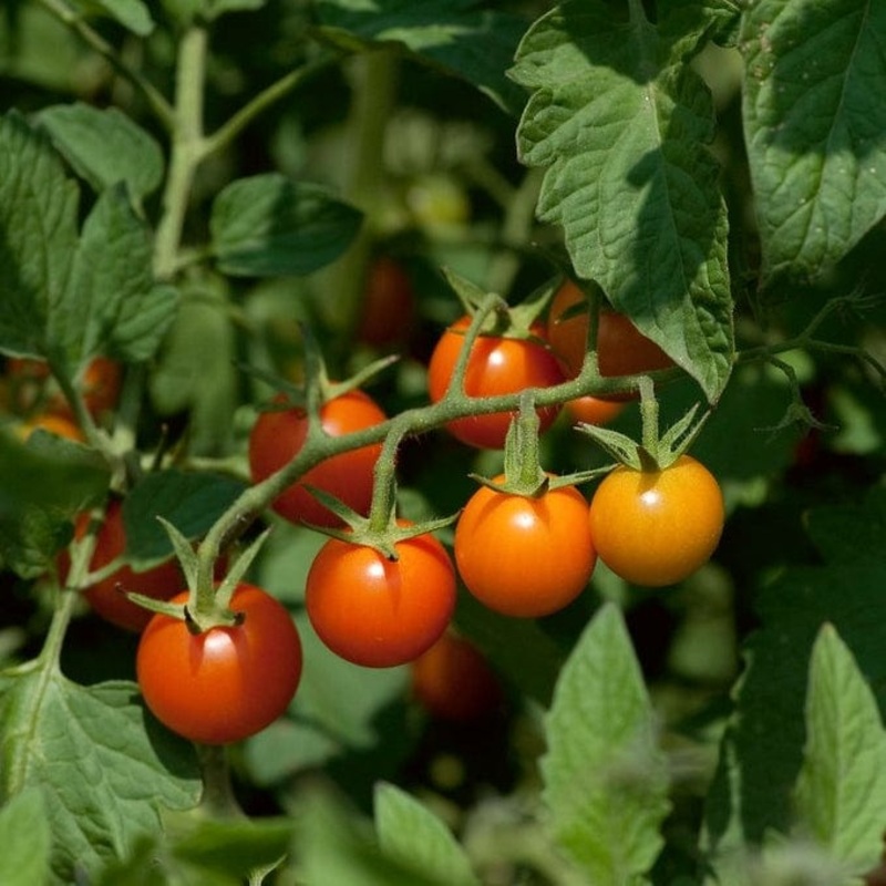 ‘Sungold’ Tomato Plants