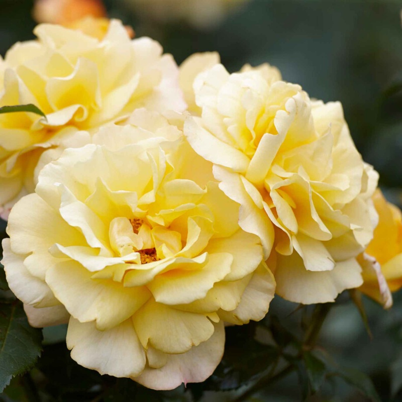 ‘Sunny Sky’ Hybrid Tea Rose | Bouquet Rose