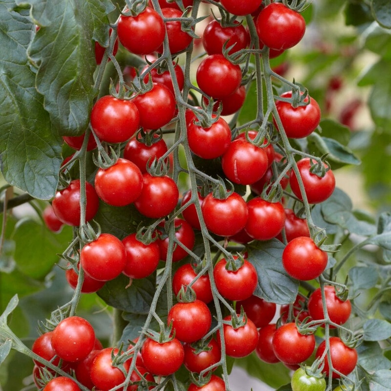 ‘Supersweet’ Cherry Tomato Plants