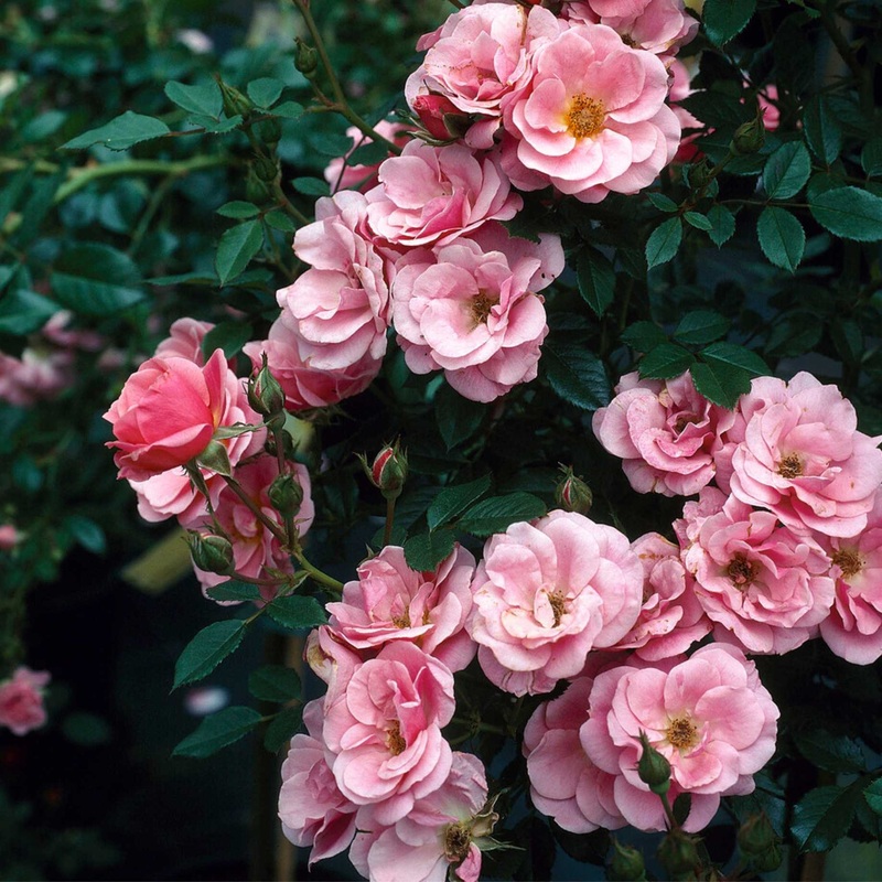 ‘Sweet Cover’ Ground Cover Rose