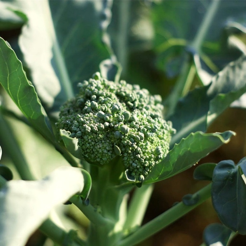 ‘Sweet Stem’ Broccoli Plants