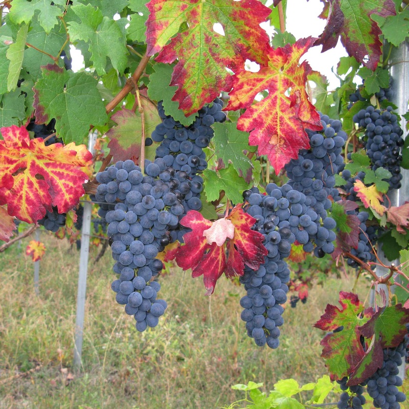 Teinturier Grape | Vitis vinifera ‘Purpurea’