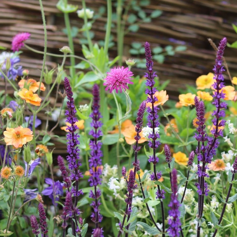 The Contemporary Cottage Garden Collection | Cottage Garden Plants 6 Garden Ready Plants in 1L Pots