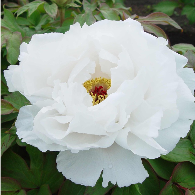 Tree Peony ‘Bai Xue Ta’