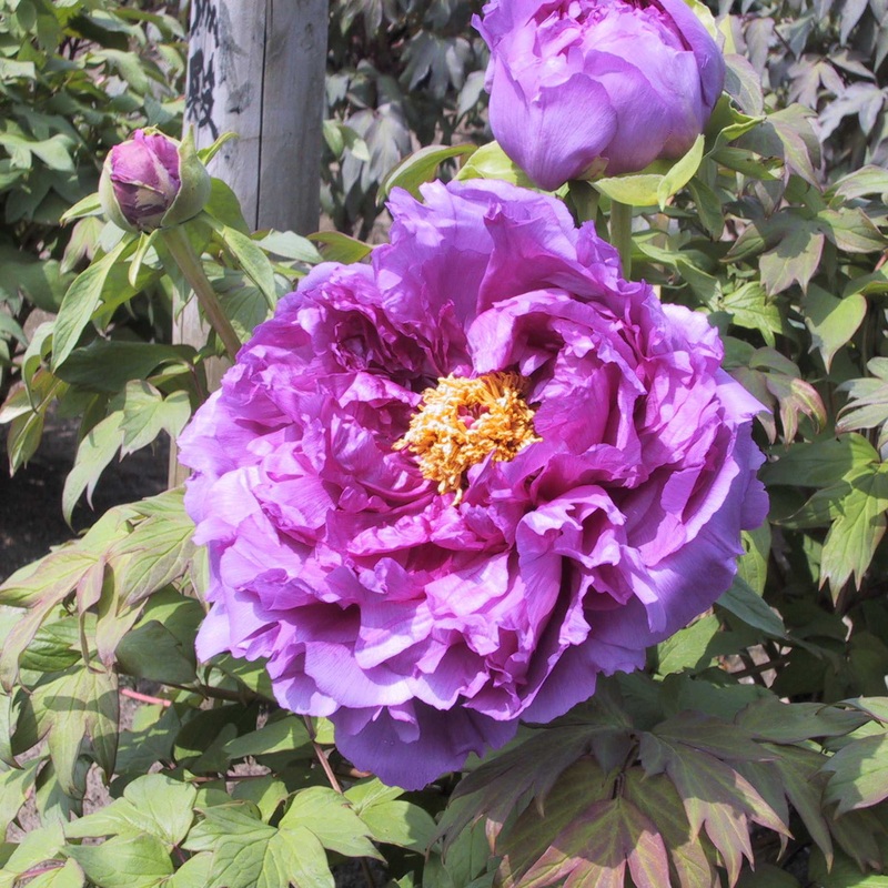 Tree Peony ‘Ling Hua Zhan Lu’
