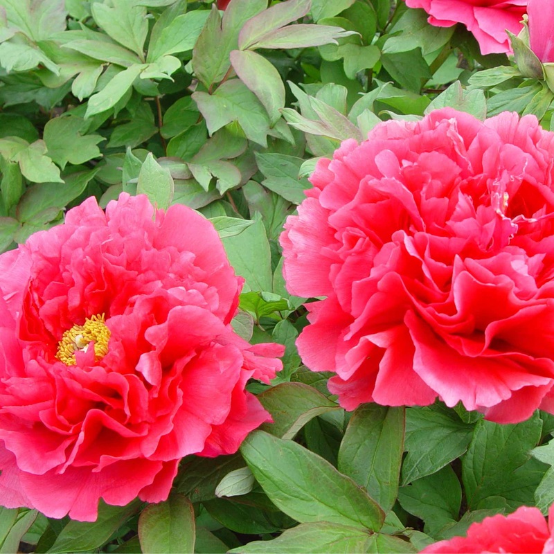 Tree Peony ‘Luo Yang Hong’