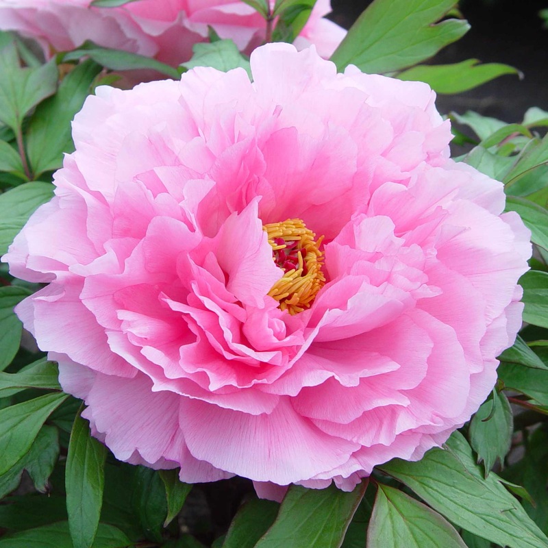 Tree Peony ‘Rou Fu Rong’