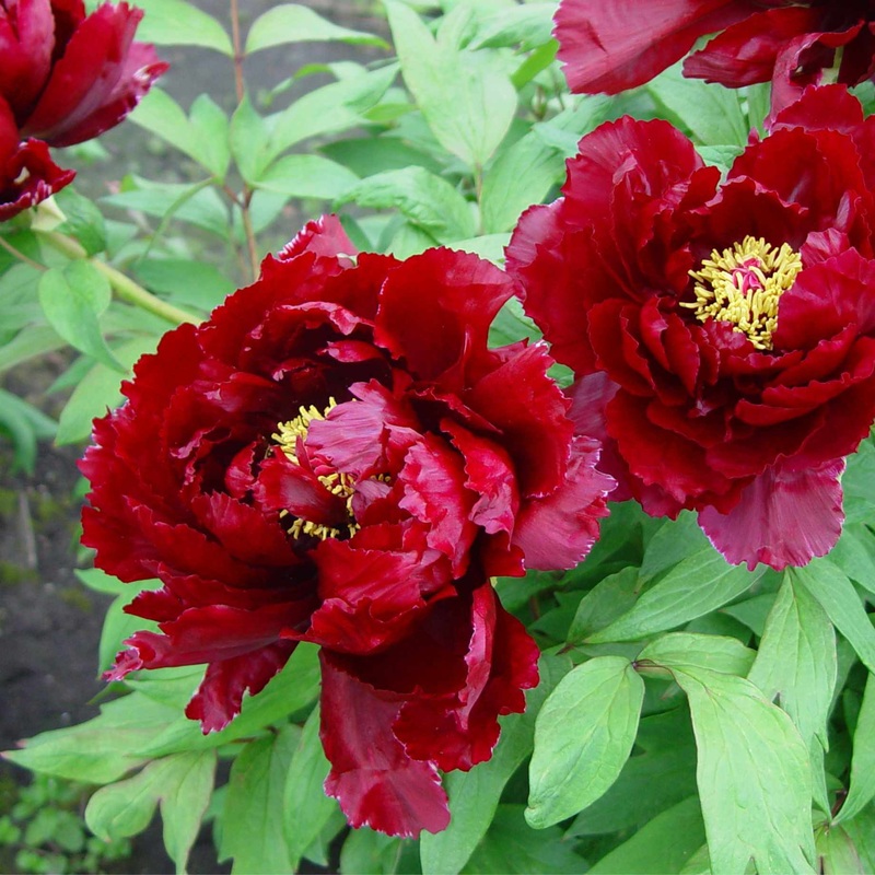 Tree Peony ‘Wu Long Peng Sheng’