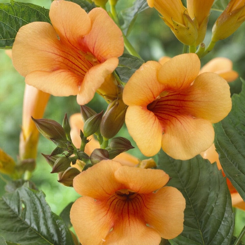 Trumpet Creeper | Campsis ‘Indian Summer’