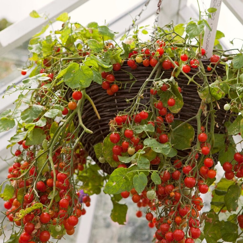 ‘Tumbling Tom Red’ Tomato Plants