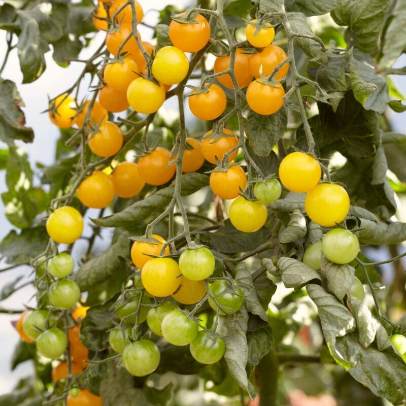 ‘Tumbling Tom Yellow’ Tomato Plants