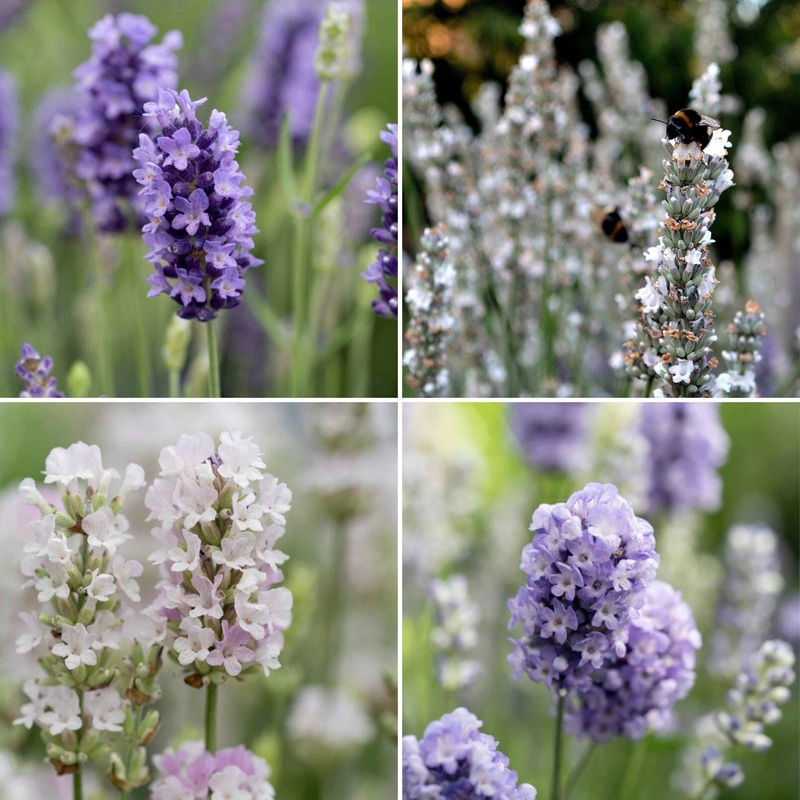 Ultimate Fragrant Lavender Collection