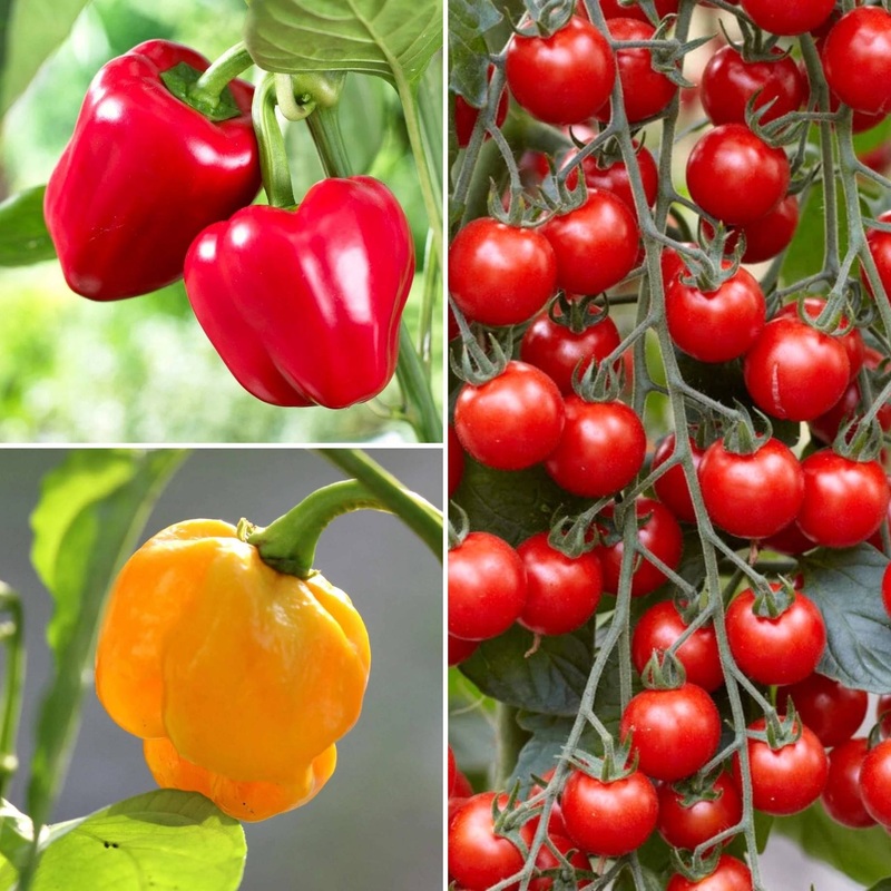 Ultimate Grafted Vegetables | Grower’s Choice