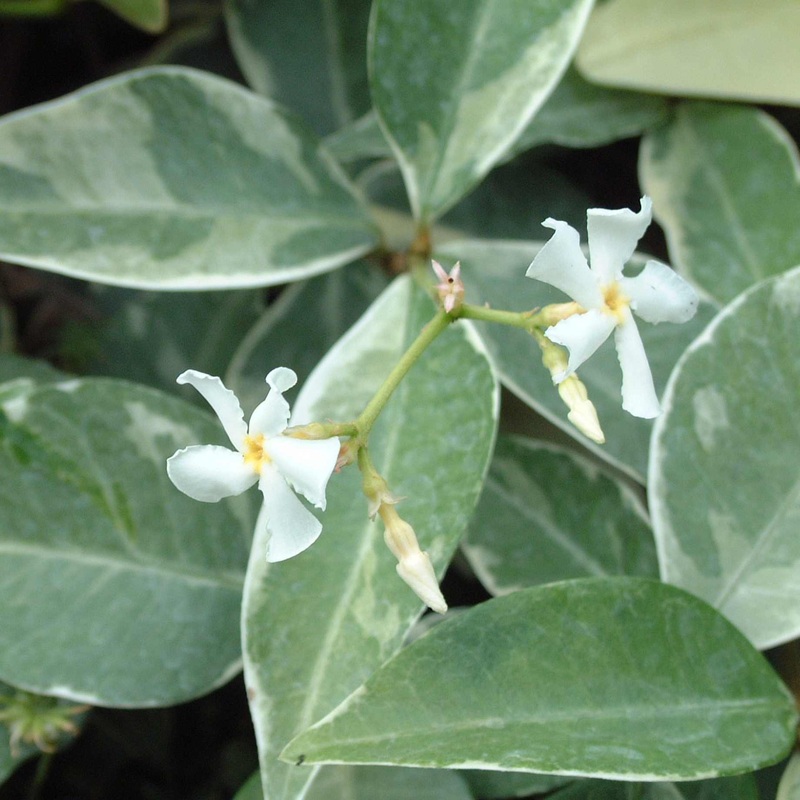 Variegated Star Jasmine | Trachelospermum jasminoides ‘Variegatum’