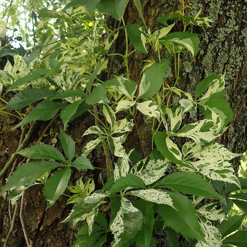 Variegated Virginia Creeper | Parthenocissus quinquefolia ‘Star Showers’