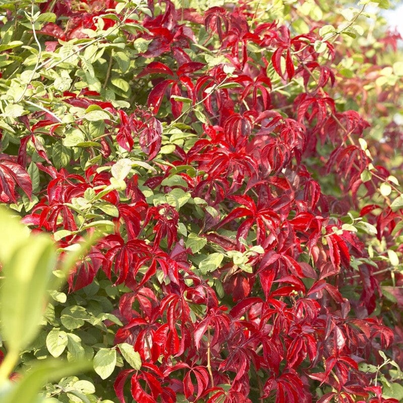 Virginia Creeper | Parthenocissus quinquefolia ‘Red Wall’