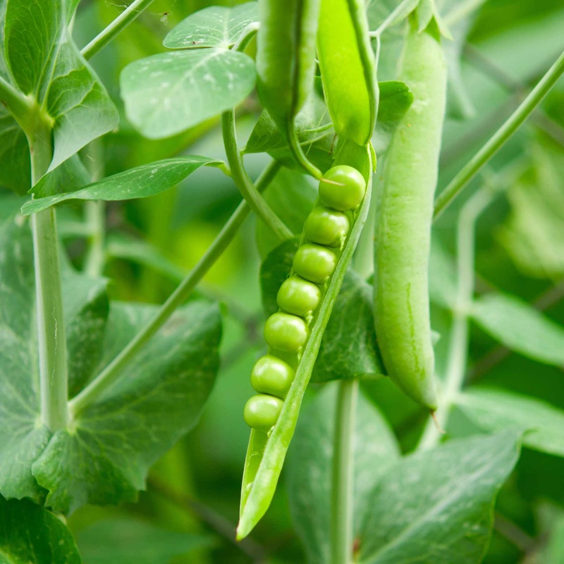 ‘Waverex’ Petit Pois Pea Plant