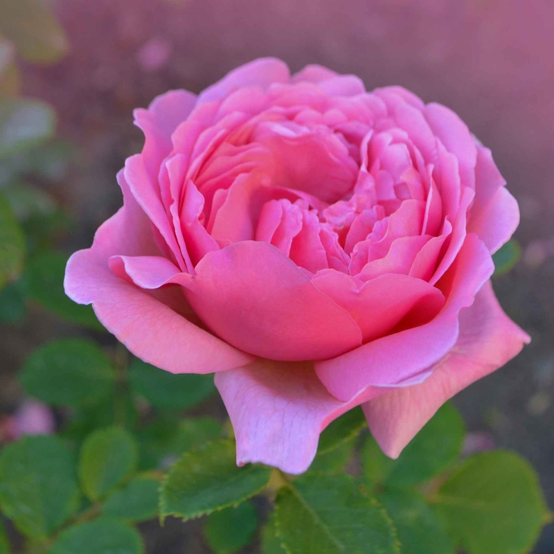 ‘Wedding Bells’ Hybrid Tea Rose
