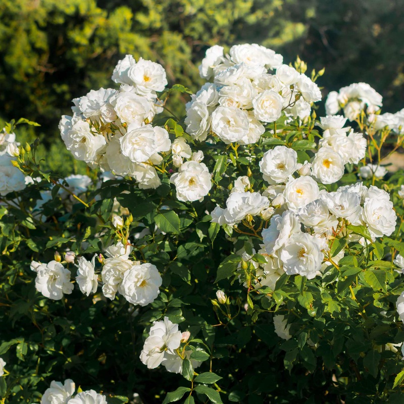 ‘White Cover’ Ground Cover Rose