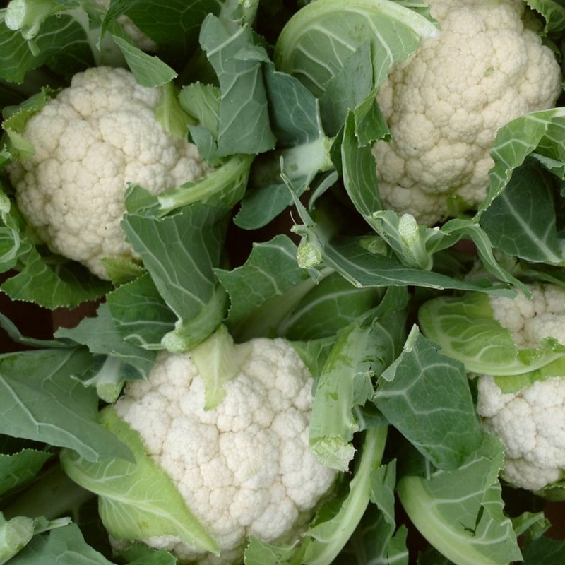 ‘White Excel F1’ Cauliflower Plants