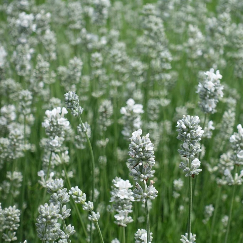White Lavender | Lavandula angustifolia ‘BeeZee White’