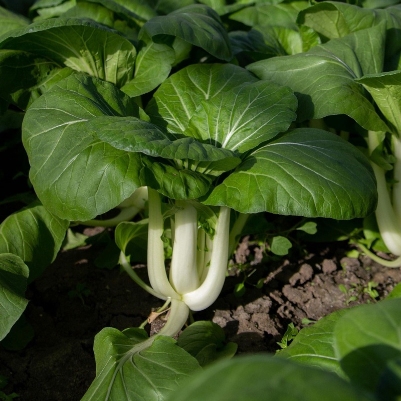 ‘Yang Qing Choi’ Pak Choi Plants