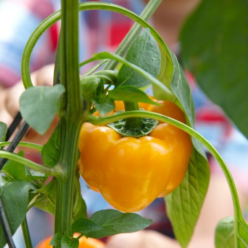 ‘Yellow Bell’ Sweet Pepper Plants