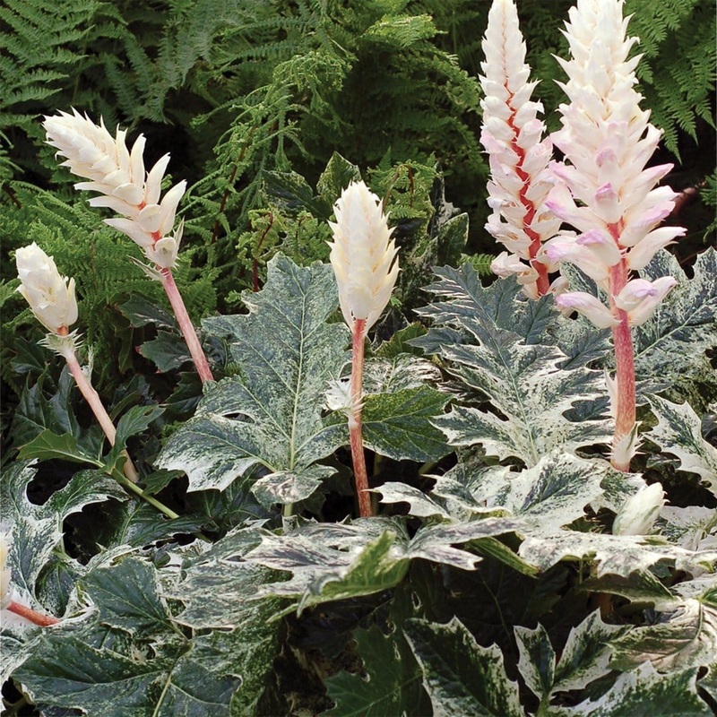 Acanthus ‘Whitewater’ Premium Plant in a 3L Pot