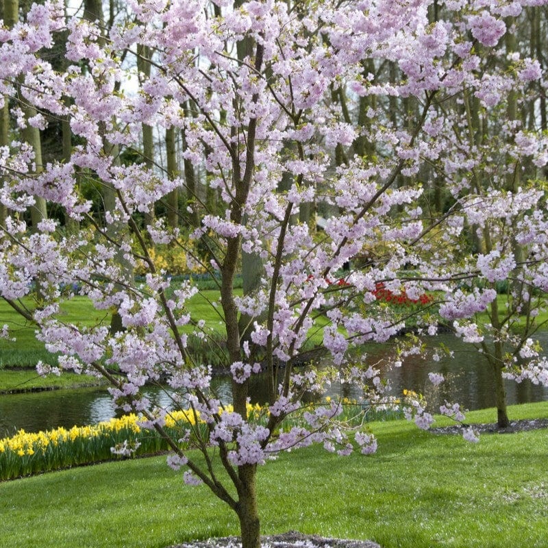 ‘Accolade’ Pink Cherry Blossom Tree 2 Year Old Tree in a 9L Pot