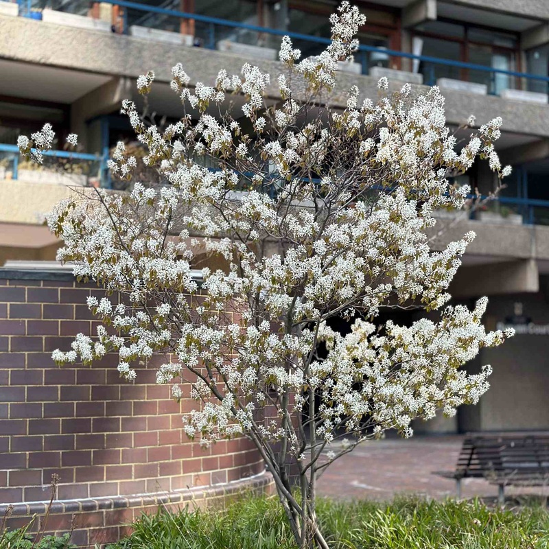 Amelanchier Tree | Amelanchier canadensis 2 Year Old Tree in a 9L Pot