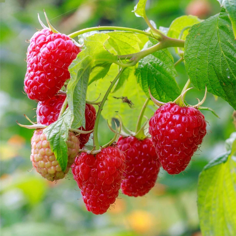 ‘Autumn Treasure’ Raspberry Plants