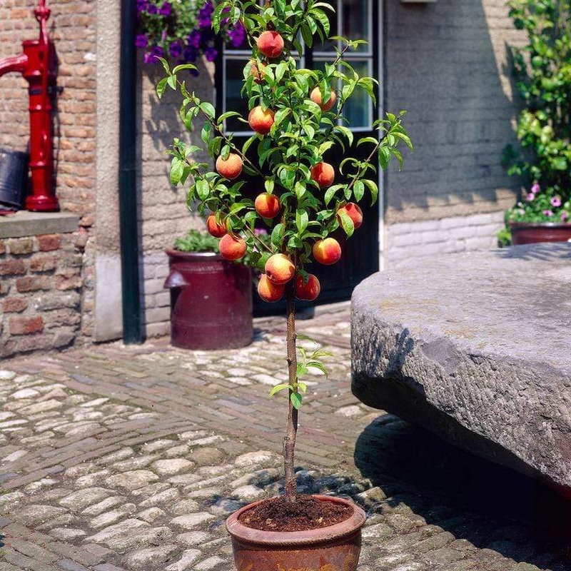 ‘Avalon Pride’ Patio Peach Tree
