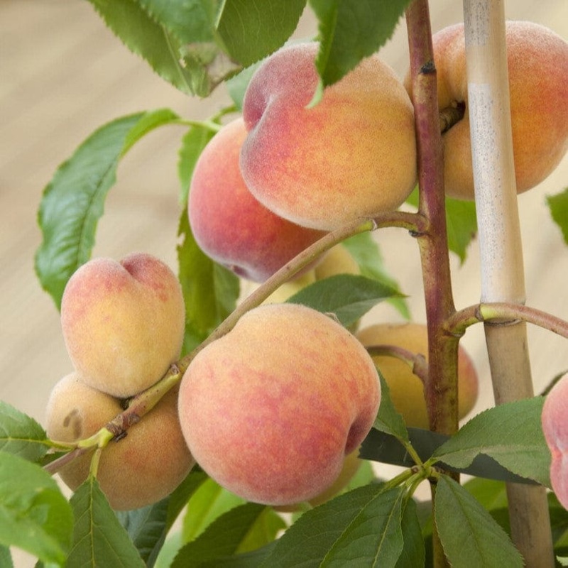 ‘Avalon Pride’ Peach Tree Patio Tree in a 4.5L Pot