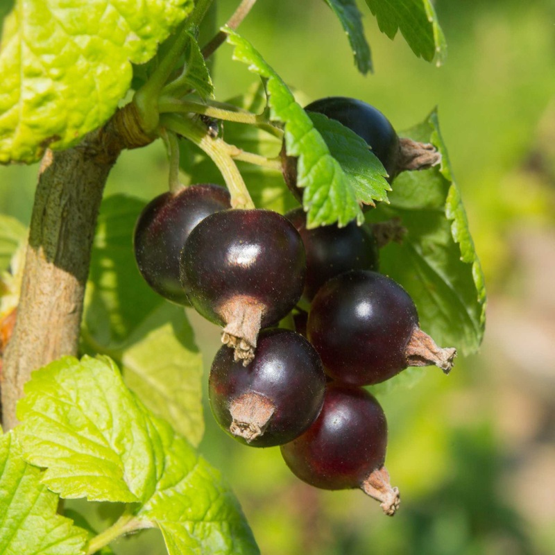 ‘Ben Alder’ Blackcurrant Bush