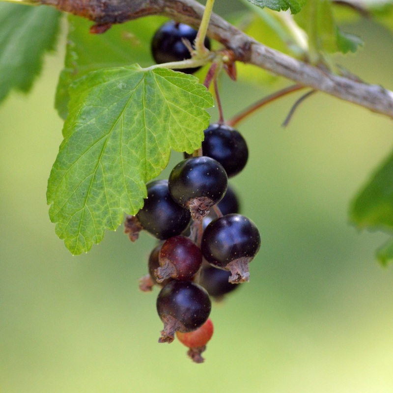 ‘Ben Hope’ Blackcurrant Bush