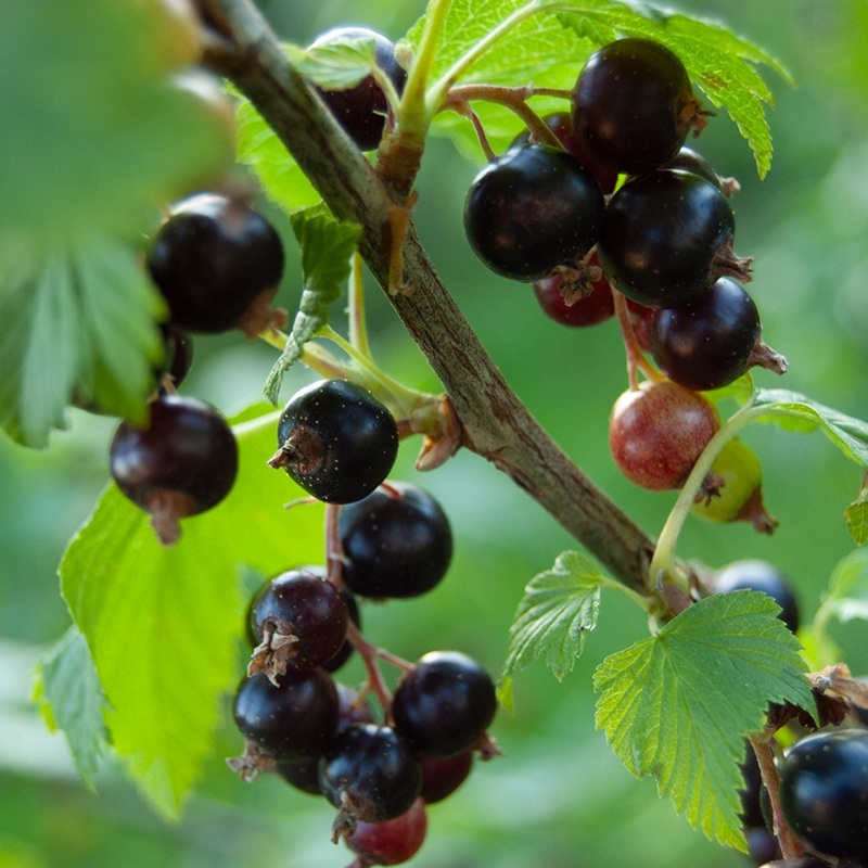 ‘Ben Nevis’ Blackcurrant Bush