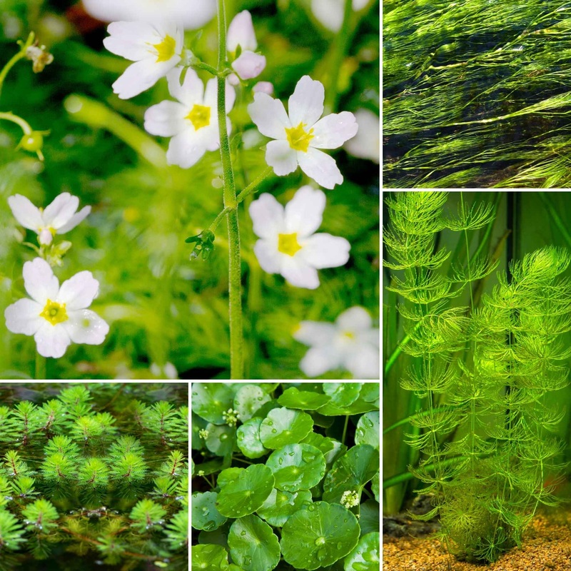 Best Oxygenating Pond Plants | Growers’ Choice 5 Bunches of Native Oxygenating Pond Plants (2-3 per m)