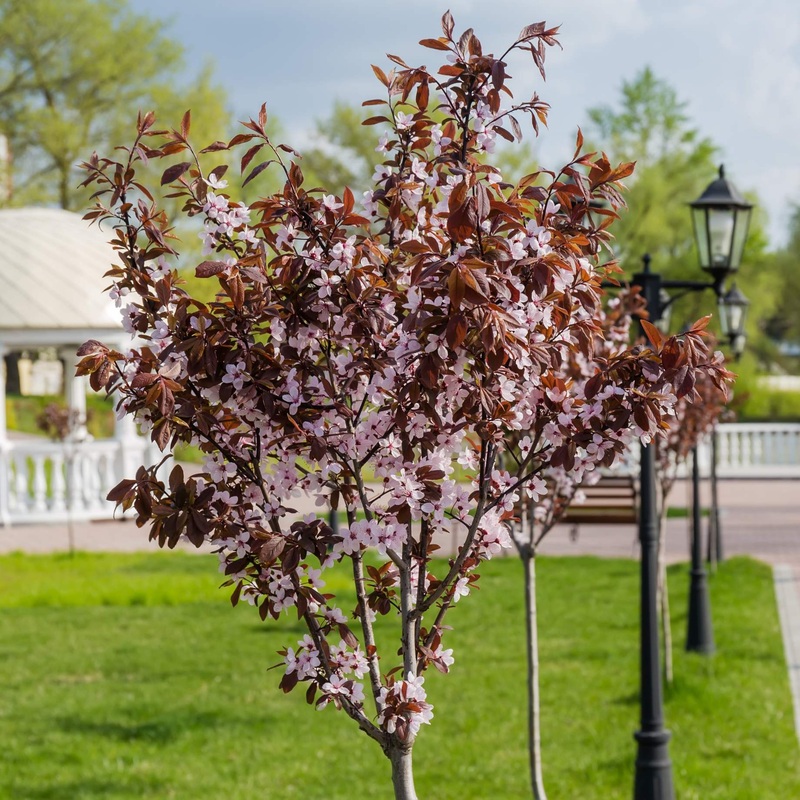 Black Cherry Plum Tree | Prunus cerasifera ‘Nigra’ 2 Year Old Tree in a 9L Pot