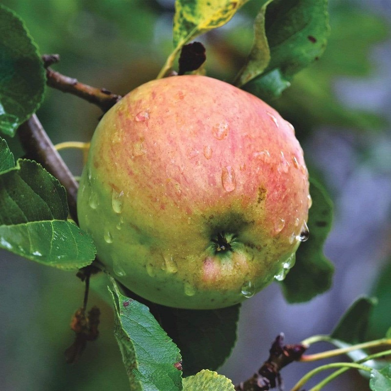 ‘Blenheim Orange’ Apple Tree 2 Year Old Tree in a 9L Pot