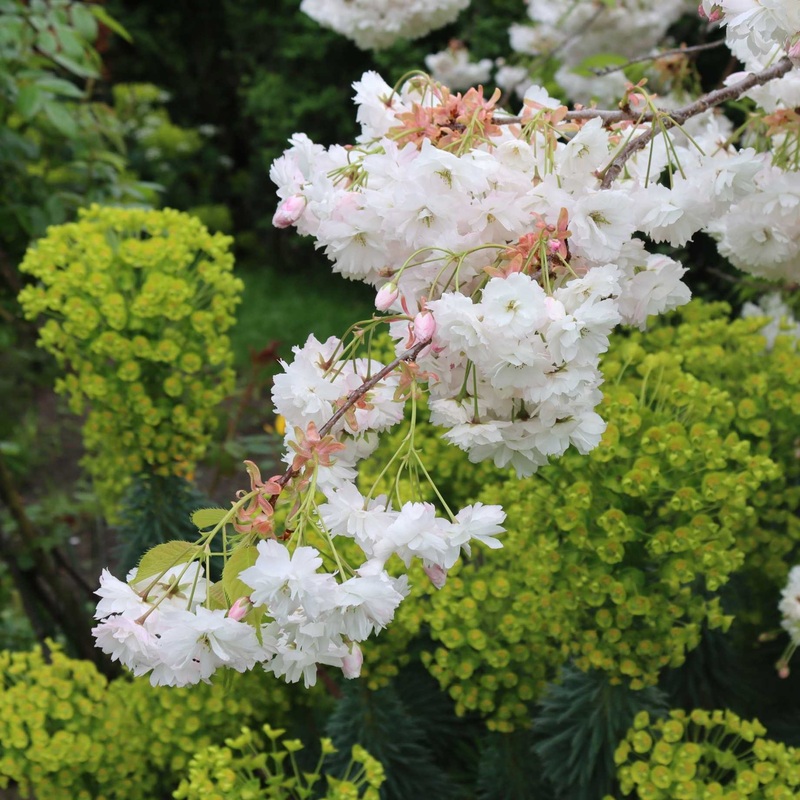 ‘Blushing Bride’ Cherry Blossom Tree | Prunus ‘Shogetsu’ 2 Year Old Tree in a 9L Pot