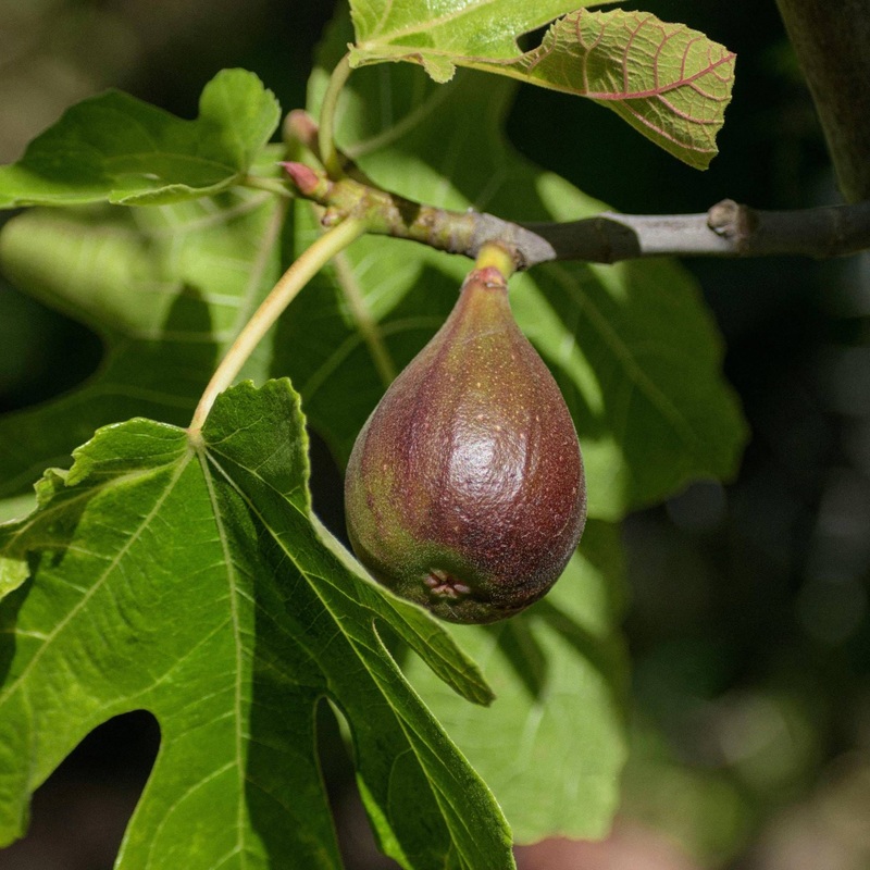 ‘Bornholm’s Diamond’ Fig Tree