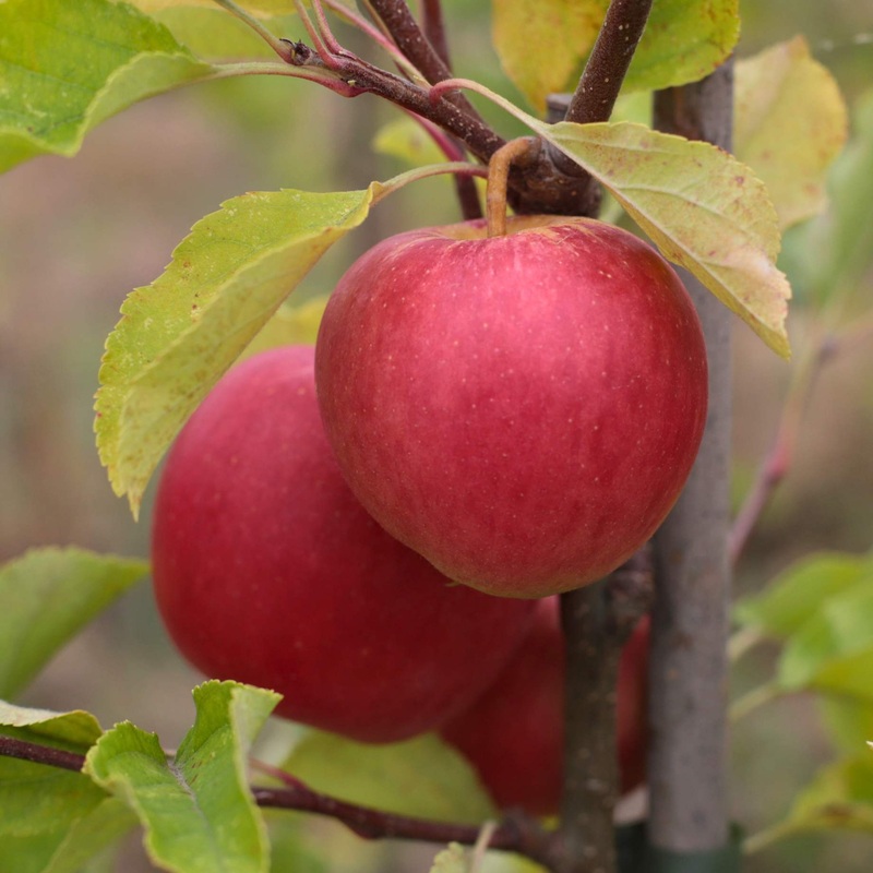 ‘Braeburn Hillwell’ Apple Tree 2 Year Old Tree in a 9L Pot